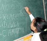 enseignement de tamazight au Maroc enseignement de tamazight au Maroc