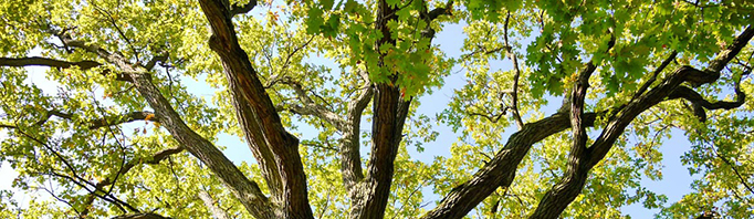 année mondiale forêt